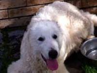 abruzzese shepherd dog